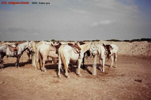 2000 Camargue 6